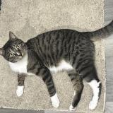 Photo de chat perdu à West Hempstead