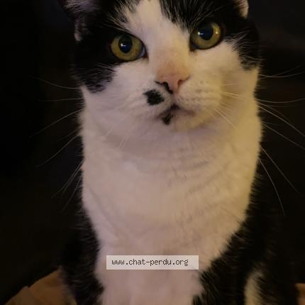 Photo de chat perdu à Guipavs