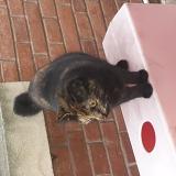 Photo de chat trouvé à Villemur Sur Tarn