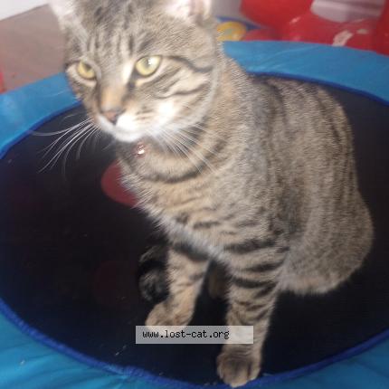 Photo 1/1 Onyx Chat perdu à Winnipeg