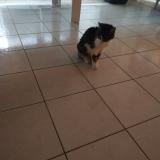 Photo de chat perdu à Wissembourg