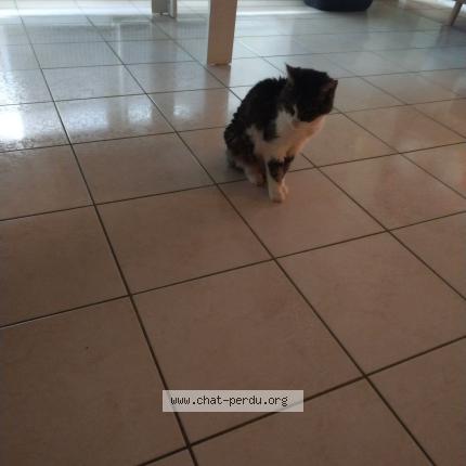 Photo 1/1 Chat retrouvé Perdu à Wissembourg