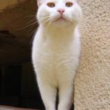 Photo de chat perdu à Orban