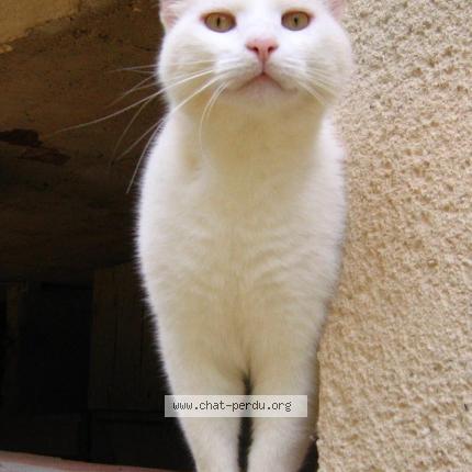 Photo 1/1 Cooky Chat perdu à Orban