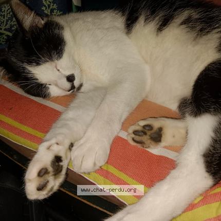 Photo 1/1 Sid Chat perdu à Ploermel