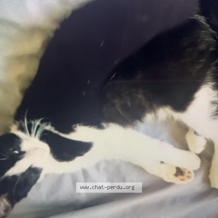 Photo 1/1 pirate Chat perdu à Hermies