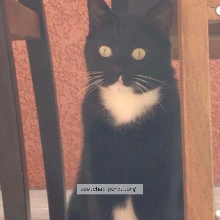 Photo 1/1 Figaro Chat perdu à Gaillac