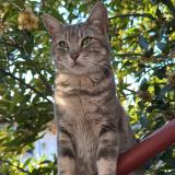 Photo de chat perdu à Venissieux