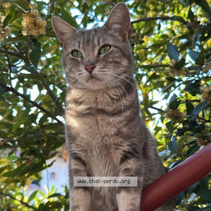 Photo 1/1 mya Chat perdu à Venissieux