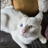 Photo de chat perdu à Auneau