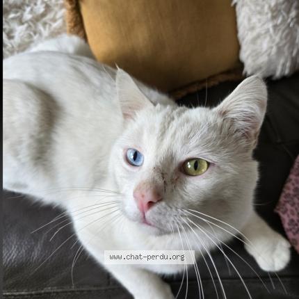 Photo 1/1 Snow Chat perdu à Auneau