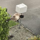 Photo de chat trouvé à Dirinon