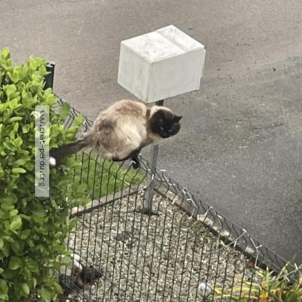 Photo 1/1 Chat trouvé Trouvé à Dirinon