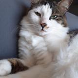 Photo de chat perdu à Champagne