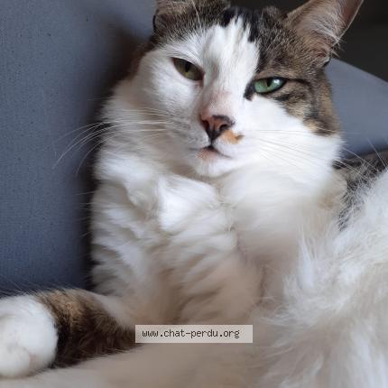 Photo 1/1 Plume Chat perdu à Champagne