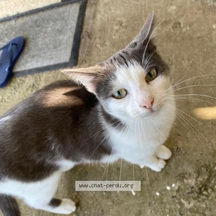 Photo 1/1 Milka Chat perdu à Champagne