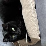 Photo de chat perdu à Caen