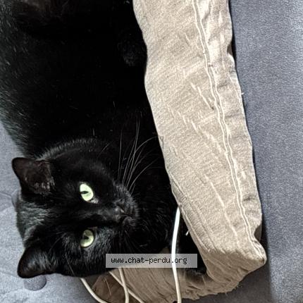 Photo 1/1 Jane Chat perdu à Caen