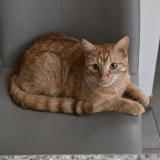 Photo de chat perdu à Marcinelle