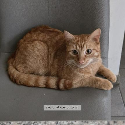 Photo 1/1 Eliot Chat perdu à Marcinelle