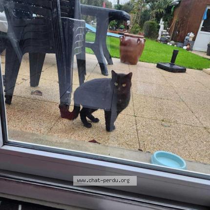 Photo 1/1 Miccio Chat perdu à Quimper