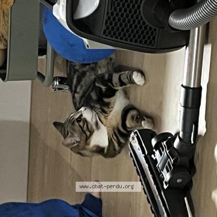 Photo 1/1 tom Chat perdu à Saint malo