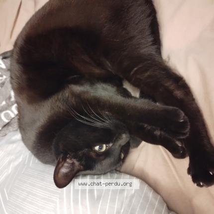 Photo 1/1 Pitô Chat perdu à Foix