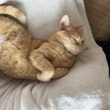 Photo de chat perdu à Fouesnant