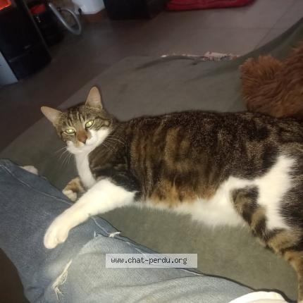 Photo 1/1 ROWAN Chat perdu à Medreac