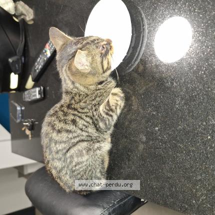 Photo 1/1 Aldo Chat perdu à Boisseron