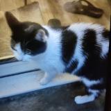 Photo de chat trouvé à Tours