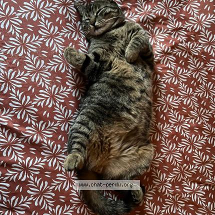 Photo de chat perdu à Fraize
