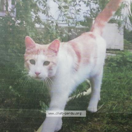 Photo 1/1 Chat retrouvé Perdu à Courbevoie