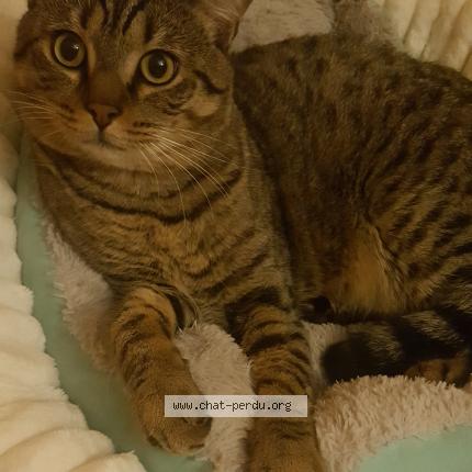 Photo 1/1 Sariaa Chat perdu à Chambly