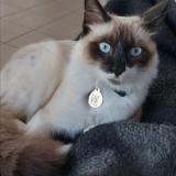 Photo de chat perdu à Roaillan