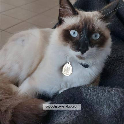 Photo 1/1 Coco Chat perdu à Roaillan