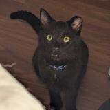 Photo de chat perdu à Jefferson