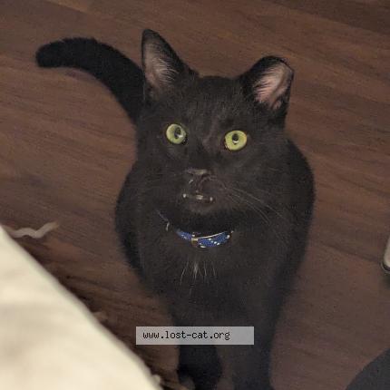 Photo 1/1 Onyx Chat perdu à Jefferson