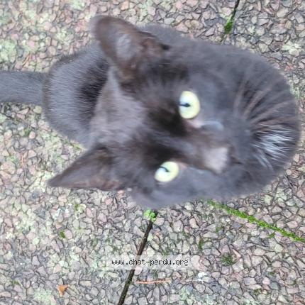 Photo 1/1 Chat trouvé Trouvé à Launois sur vence