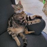 Photo de chat perdu à Saint Martin Lez Tatinghem