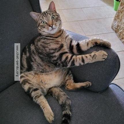 Photo 1/1 Pacha Chat perdu à Saint martin lez tatinghem