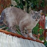 Photo de chat perdu à Angoulins Sur Mer