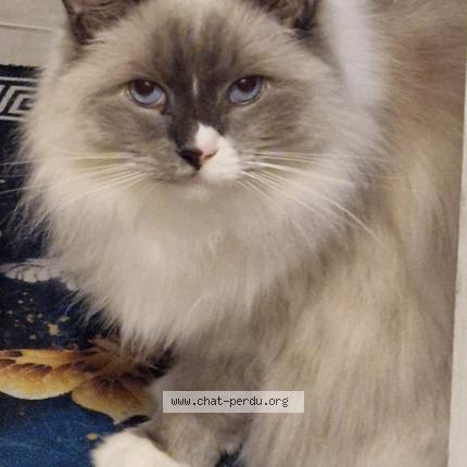 Photo de chat perdu à Cagnes Sur Mer