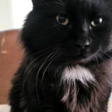 Photo de chat perdu à Saint Eustache