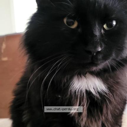 Photo 1/5 Pepiou Chat perdu à Saint eustache