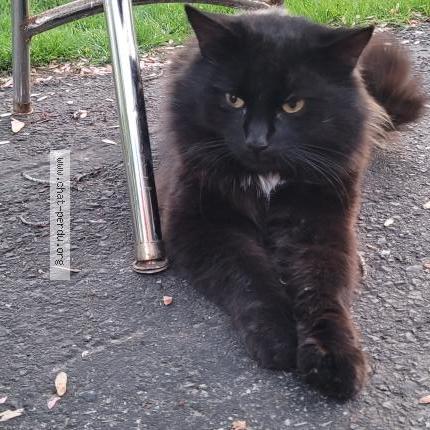 Photo 3/5 Pepiou Chat perdu à Saint eustache