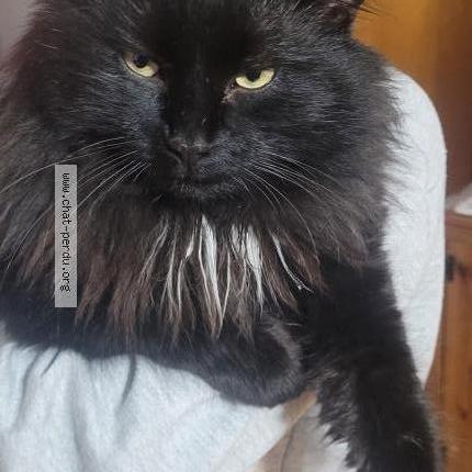 Photo 4/5 Pepiou Chat perdu à Saint eustache