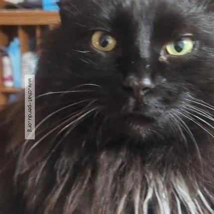 Photo 5/5 Pepiou Chat perdu à Saint eustache