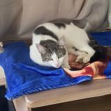 Photo de chat perdu à Doix Les Fontaines