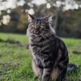 Photo de chat perdu à Lignac